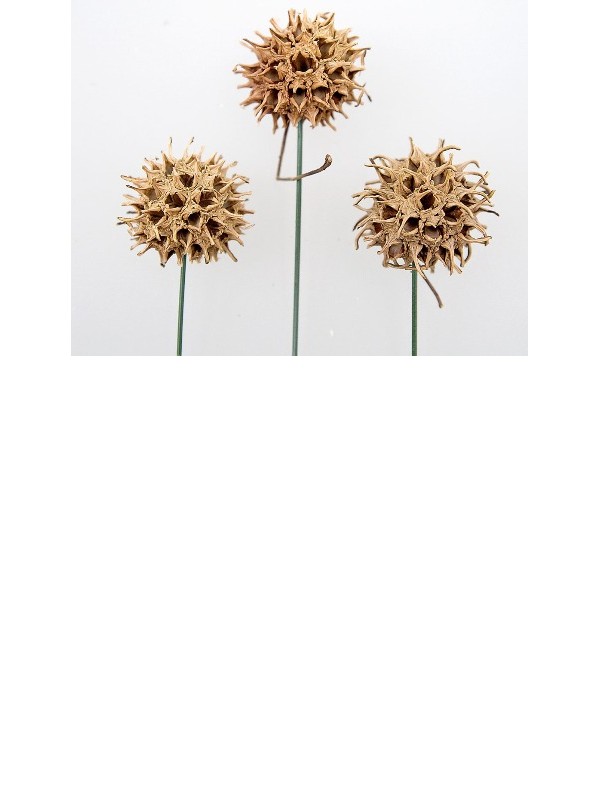 JAVORJEV STORŽ-na palčki